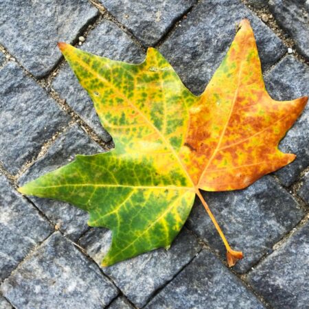 WEBINÁŘ: Jak se připravit na vstup žáka s PAS do první třídy